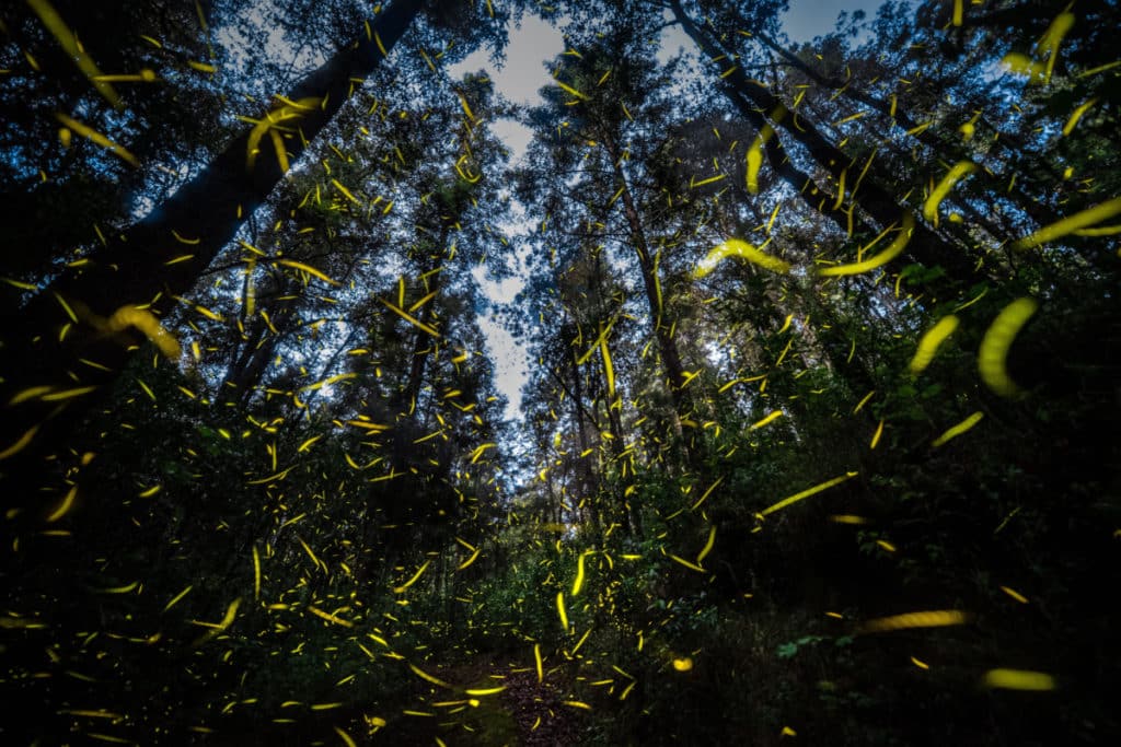 Dónde ver luciérnagas cerca de Monterrey: una escapada