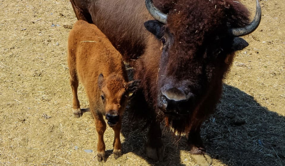 ¡Nace una nueva bisonte hembra en el Zoológico La Pastora!